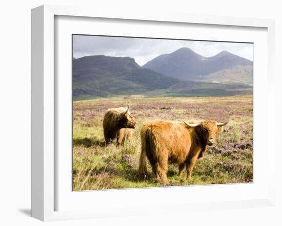 Pair of Highland Cows Grazing Among Heather Near Drinan, on Road to Elgol, Isle of Skye, Highlands,-Lee Frost-Framed Photographic Print