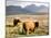 Pair of Highland Cows Grazing Among Heather Near Drinan, on Road to Elgol, Isle of Skye, Highlands,-Lee Frost-Mounted Photographic Print