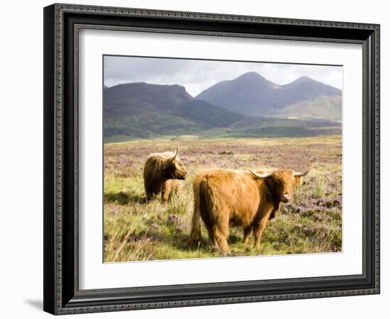 Pair of Highland Cows Grazing Among Heather Near Drinan, on Road to Elgol, Isle of Skye, Highlands,-Lee Frost-Framed Photographic Print