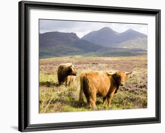 Pair of Highland Cows Grazing Among Heather Near Drinan, on Road to Elgol, Isle of Skye, Highlands,-Lee Frost-Framed Photographic Print