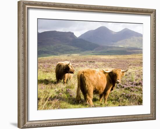 Pair of Highland Cows Grazing Among Heather Near Drinan, on Road to Elgol, Isle of Skye, Highlands,-Lee Frost-Framed Photographic Print