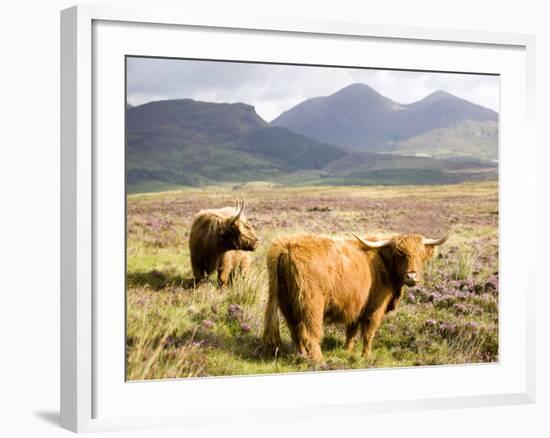 Pair of Highland Cows Grazing Among Heather Near Drinan, on Road to Elgol, Isle of Skye, Highlands,-Lee Frost-Framed Photographic Print