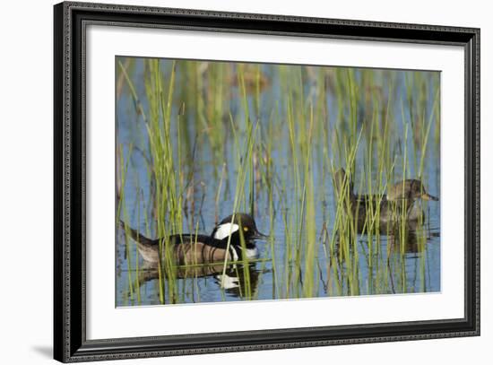 Pair of Hooded Mergansers, Lophodytes Cucullatus, Viera Wetlands, Florida, Usa-Maresa Pryor-Framed Photographic Print