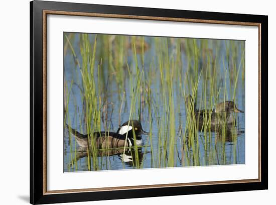 Pair of Hooded Mergansers, Lophodytes Cucullatus, Viera Wetlands, Florida, Usa-Maresa Pryor-Framed Photographic Print