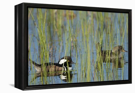 Pair of Hooded Mergansers, Lophodytes Cucullatus, Viera Wetlands, Florida, Usa-Maresa Pryor-Framed Premier Image Canvas