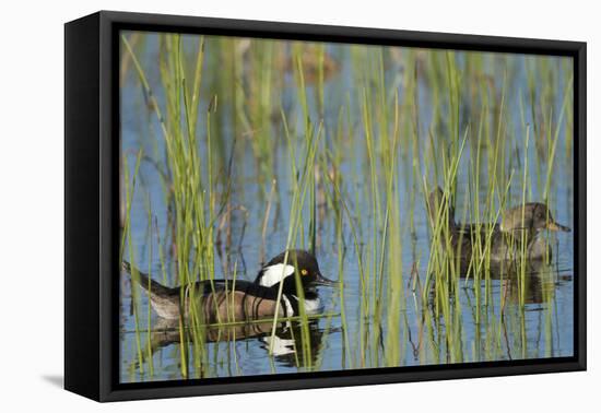 Pair of Hooded Mergansers, Lophodytes Cucullatus, Viera Wetlands, Florida, Usa-Maresa Pryor-Framed Premier Image Canvas