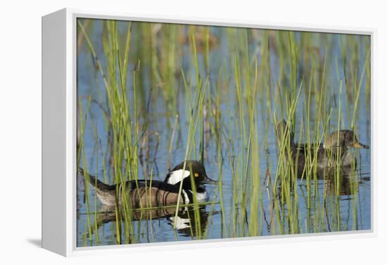 Pair of Hooded Mergansers, Lophodytes Cucullatus, Viera Wetlands, Florida, Usa-Maresa Pryor-Framed Premier Image Canvas