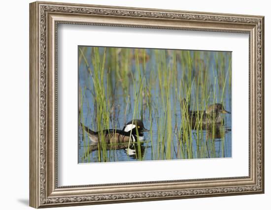 Pair of Hooded Mergansers, Lophodytes Cucullatus, Viera Wetlands, Florida, Usa-Maresa Pryor-Framed Photographic Print