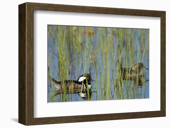 Pair of Hooded Mergansers, Lophodytes Cucullatus, Viera Wetlands, Florida, Usa-Maresa Pryor-Framed Photographic Print