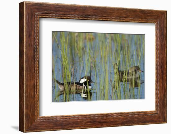 Pair of Hooded Mergansers, Lophodytes Cucullatus, Viera Wetlands, Florida, Usa-Maresa Pryor-Framed Photographic Print