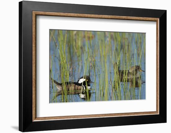 Pair of Hooded Mergansers, Lophodytes Cucullatus, Viera Wetlands, Florida, Usa-Maresa Pryor-Framed Photographic Print