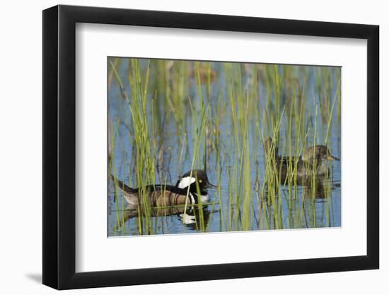 Pair of Hooded Mergansers, Lophodytes Cucullatus, Viera Wetlands, Florida, Usa-Maresa Pryor-Framed Photographic Print