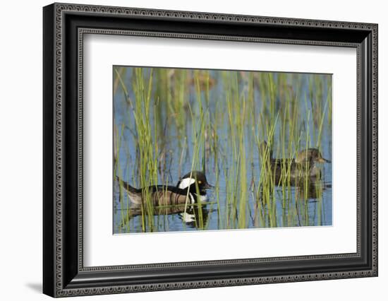 Pair of Hooded Mergansers, Lophodytes Cucullatus, Viera Wetlands, Florida, Usa-Maresa Pryor-Framed Photographic Print