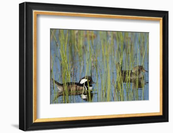 Pair of Hooded Mergansers, Lophodytes Cucullatus, Viera Wetlands, Florida, Usa-Maresa Pryor-Framed Photographic Print