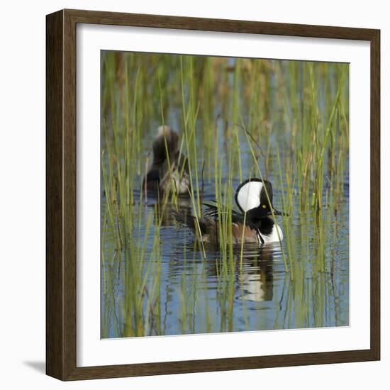 Pair of Hooded Mergansers,Viera Wetlands, Florida, Usa-Maresa Pryor-Framed Photographic Print