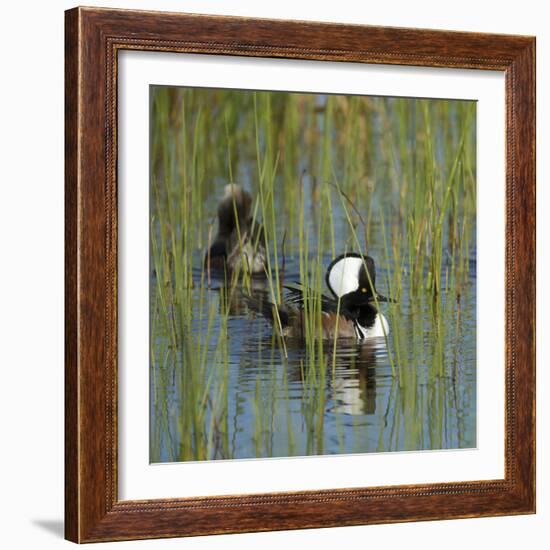 Pair of Hooded Mergansers,Viera Wetlands, Florida, Usa-Maresa Pryor-Framed Photographic Print