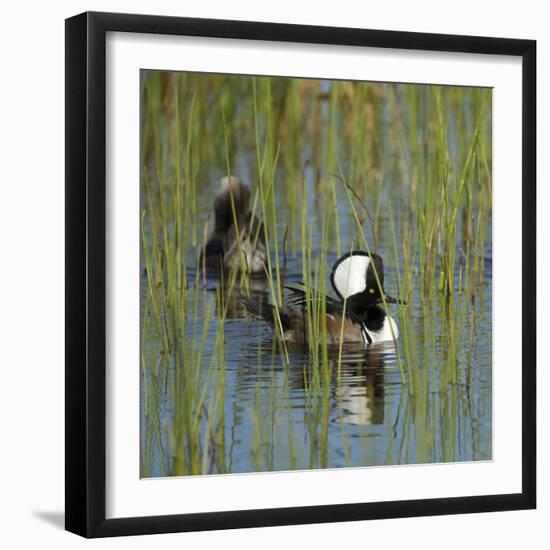 Pair of Hooded Mergansers,Viera Wetlands, Florida, Usa-Maresa Pryor-Framed Photographic Print