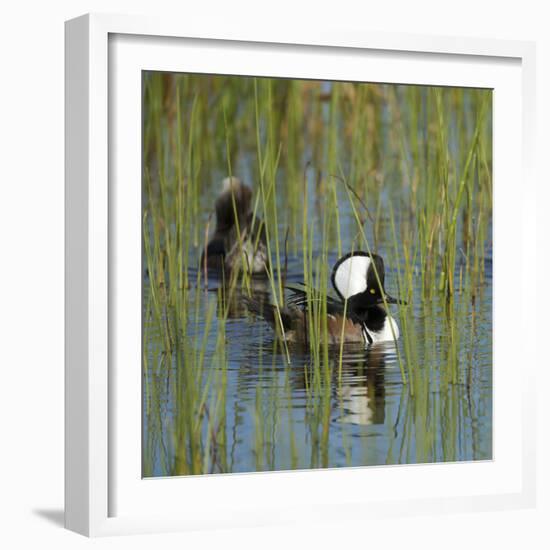 Pair of Hooded Mergansers,Viera Wetlands, Florida, Usa-Maresa Pryor-Framed Photographic Print