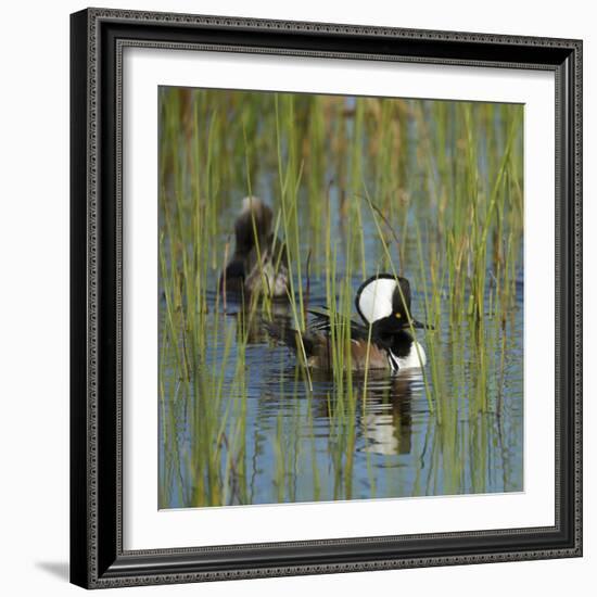 Pair of Hooded Mergansers,Viera Wetlands, Florida, Usa-Maresa Pryor-Framed Photographic Print