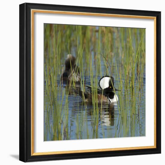 Pair of Hooded Mergansers,Viera Wetlands, Florida, Usa-Maresa Pryor-Framed Photographic Print