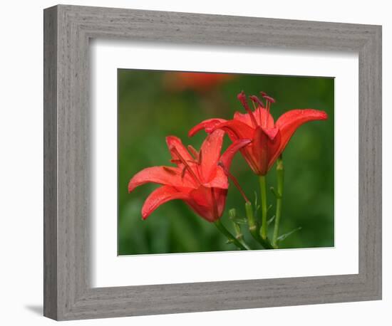 Pair of Hybrid Daylilys, Louisville, Kentucky, USA-Adam Jones-Framed Photographic Print