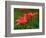 Pair of Hybrid Daylilys, Louisville, Kentucky, USA-Adam Jones-Framed Photographic Print