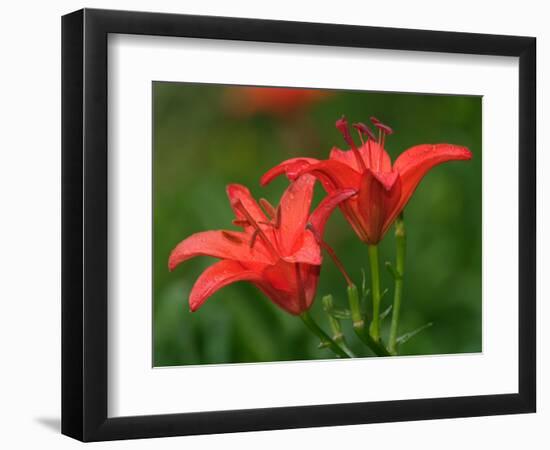 Pair of Hybrid Daylilys, Louisville, Kentucky, USA-Adam Jones-Framed Photographic Print