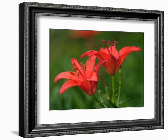 Pair of Hybrid Daylilys, Louisville, Kentucky, USA-Adam Jones-Framed Photographic Print