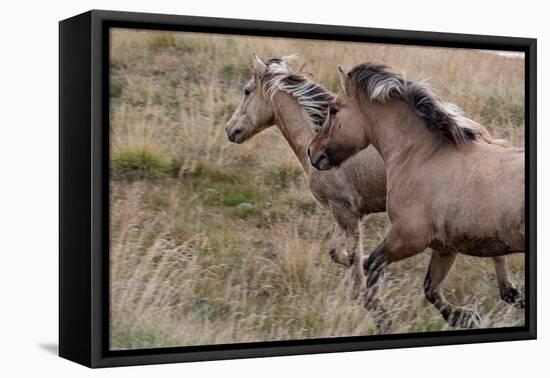 Pair of Icelandic horses run through a nearby field.-Betty Sederquist-Framed Premier Image Canvas