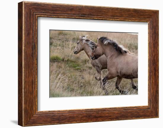 Pair of Icelandic horses run through a nearby field.-Betty Sederquist-Framed Photographic Print