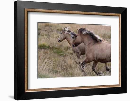 Pair of Icelandic horses run through a nearby field.-Betty Sederquist-Framed Photographic Print