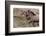Pair of Icelandic horses run through a nearby field.-Betty Sederquist-Framed Photographic Print