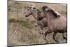 Pair of Icelandic horses run through a nearby field.-Betty Sederquist-Mounted Photographic Print