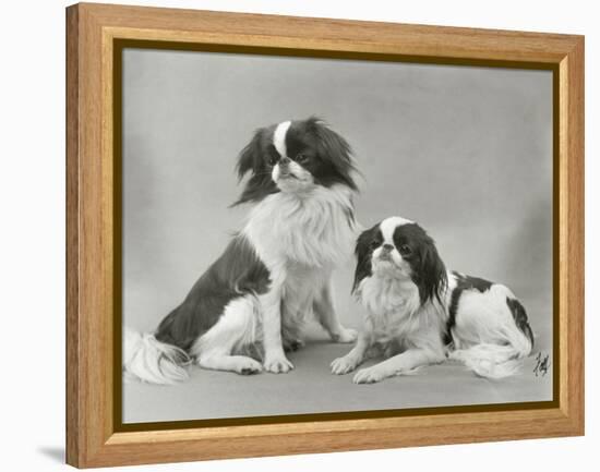 Pair of Japanese Chins Owned by Hudson One Sitting and One Lying Down-Thomas Fall-Framed Premier Image Canvas