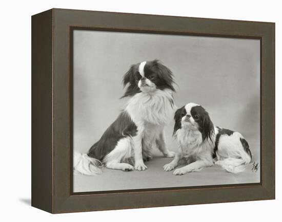 Pair of Japanese Chins Owned by Hudson One Sitting and One Lying Down-Thomas Fall-Framed Premier Image Canvas
