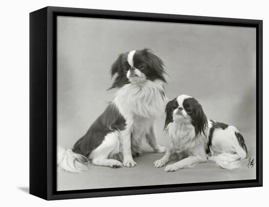 Pair of Japanese Chins Owned by Hudson One Sitting and One Lying Down-Thomas Fall-Framed Premier Image Canvas