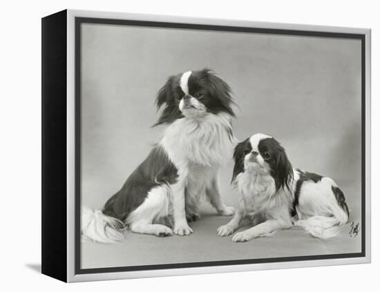 Pair of Japanese Chins Owned by Hudson One Sitting and One Lying Down-Thomas Fall-Framed Premier Image Canvas