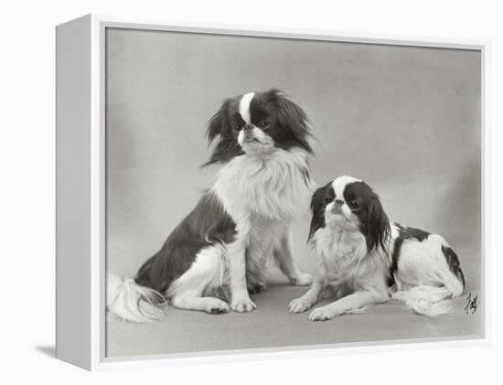 Pair of Japanese Chins Owned by Hudson One Sitting and One Lying Down-Thomas Fall-Framed Premier Image Canvas