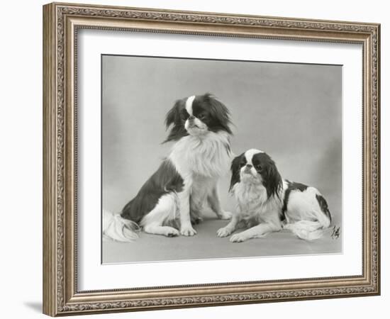 Pair of Japanese Chins Owned by Hudson One Sitting and One Lying Down-Thomas Fall-Framed Photographic Print