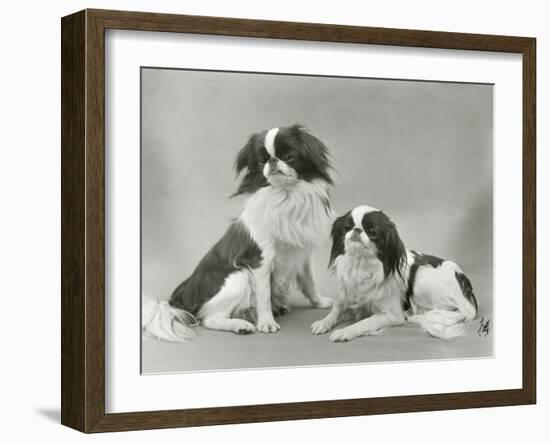 Pair of Japanese Chins Owned by Hudson One Sitting and One Lying Down-Thomas Fall-Framed Photographic Print