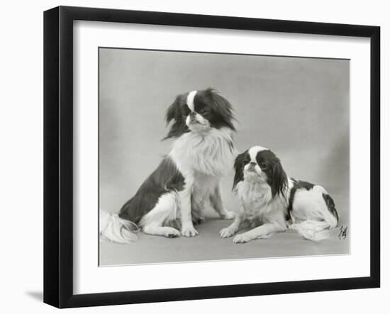 Pair of Japanese Chins Owned by Hudson One Sitting and One Lying Down-Thomas Fall-Framed Photographic Print