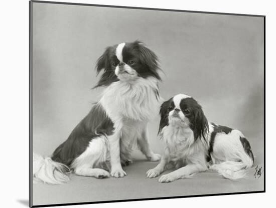 Pair of Japanese Chins Owned by Hudson One Sitting and One Lying Down-Thomas Fall-Mounted Photographic Print