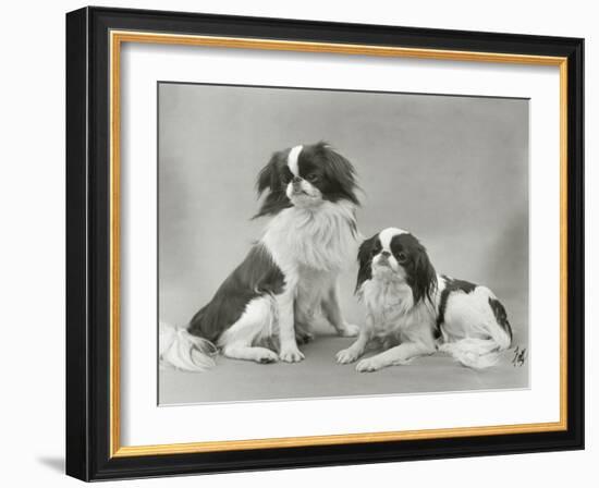 Pair of Japanese Chins Owned by Hudson One Sitting and One Lying Down-Thomas Fall-Framed Photographic Print