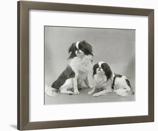 Pair of Japanese Chins Owned by Hudson One Sitting and One Lying Down-Thomas Fall-Framed Photographic Print