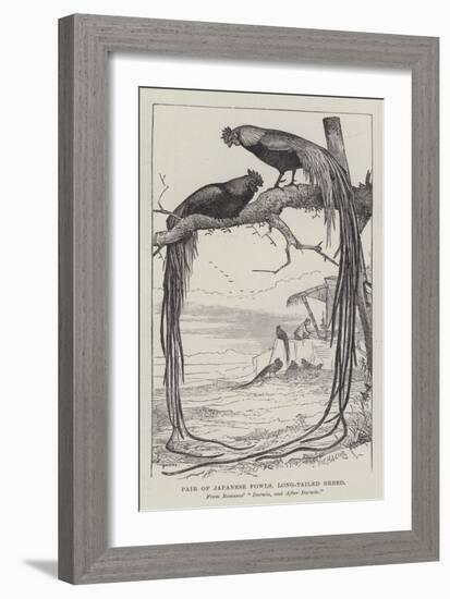 Pair of Japanese Fowls, Long-Tailed Breed-null-Framed Giclee Print