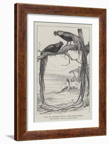 Pair of Japanese Fowls, Long-Tailed Breed-null-Framed Giclee Print