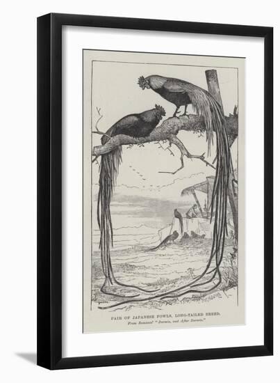 Pair of Japanese Fowls, Long-Tailed Breed-null-Framed Giclee Print