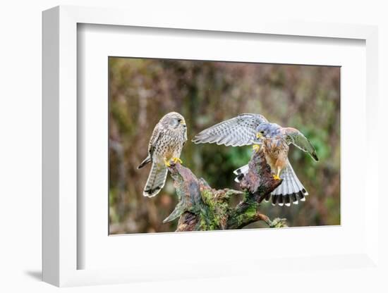 Pair of Kestrels perched on tree stump in rain, UK-David Pike-Framed Photographic Print