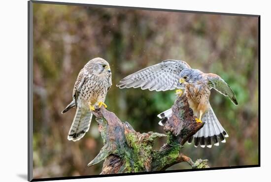 Pair of Kestrels perched on tree stump in rain, UK-David Pike-Mounted Photographic Print