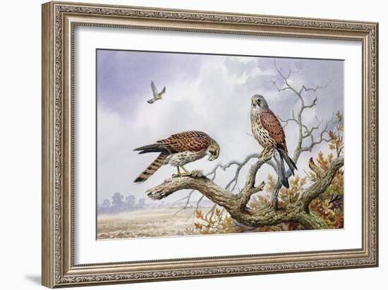 Pair of Kestrels-Carl Donner-Framed Giclee Print